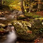 Sous-bois à l'automne