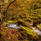 Sous-Bois à l'automne