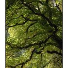 SOUS BOIS A NOTRE DAME DE LURE OPUS 4 IMPRIMABLE