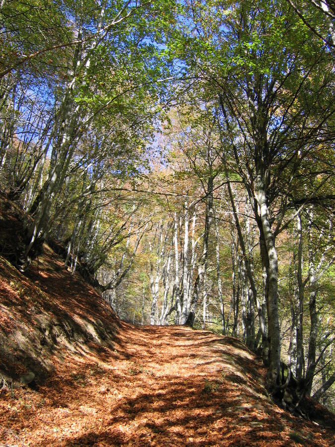 sous bois au dessus de lesponne