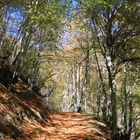 sous bois au dessus de lesponne