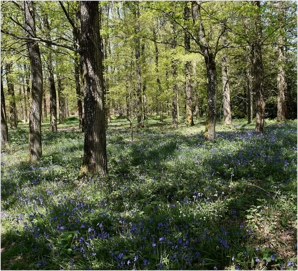 sous-bois