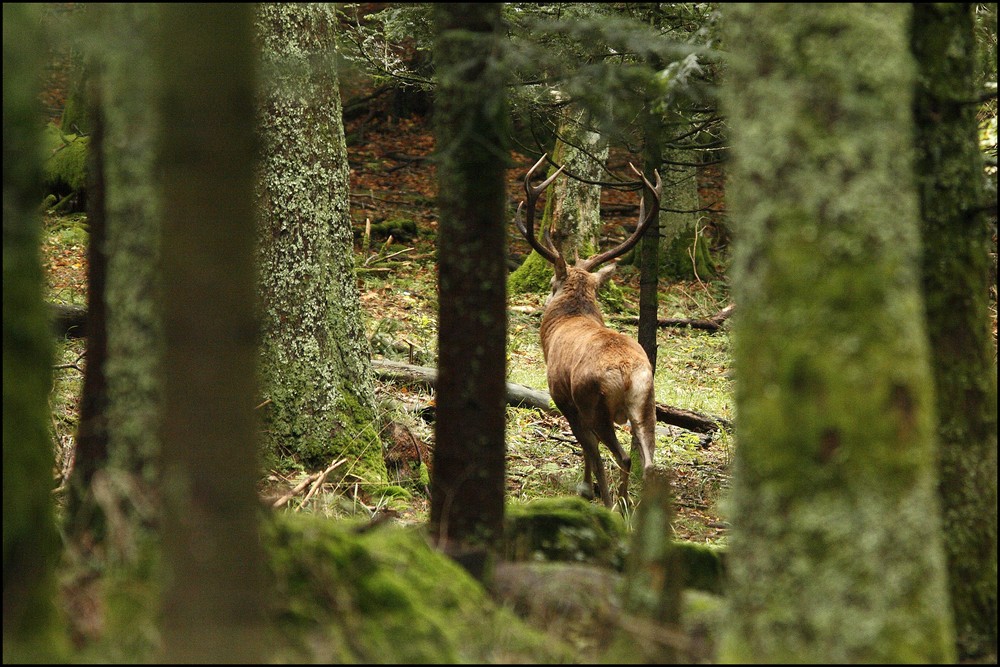 Sous-bois...