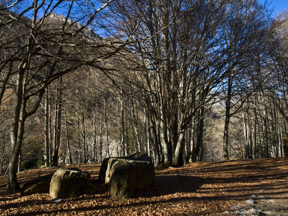 Sous-bois dans les Hautes-Pyrénées -- Unterholz in den Hautes-Pyrénées