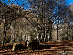 Sous-bois dans les Hautes-Pyrénées -- Unterholz in den Hautes-Pyrénées