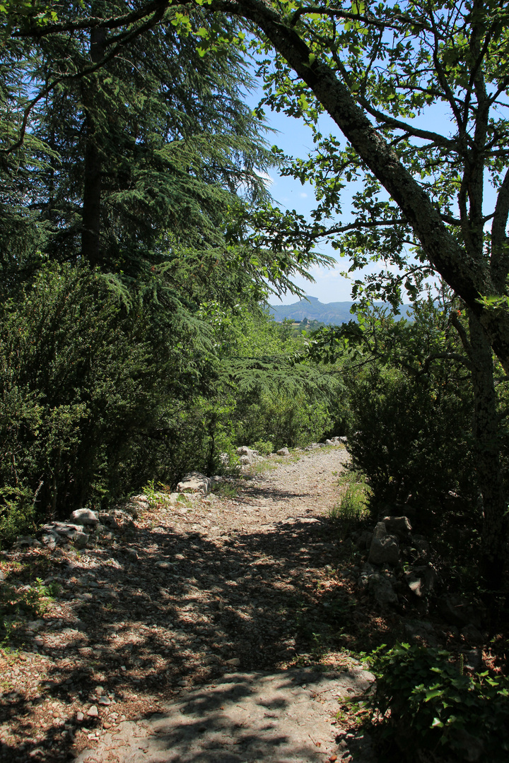 Sous-bois d'Ardèche