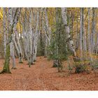 Sous-bois d'automne