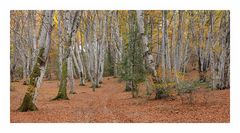 Sous-bois d'automne