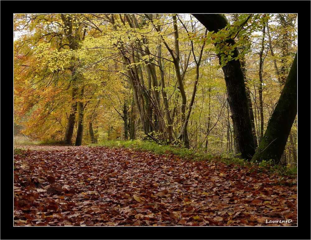 Sous bois d'automne