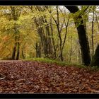 Sous bois d'automne