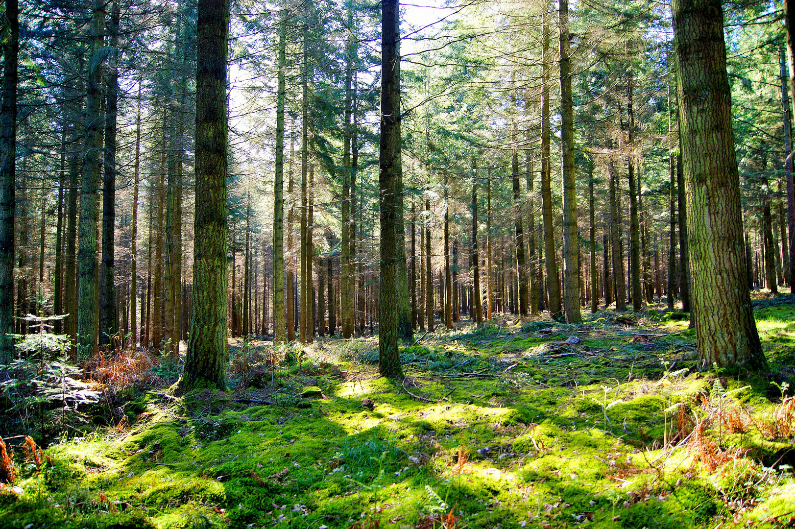 Sous Bois De Printemps Photo Et Image Nature Foret Paysages Images Fotocommunity