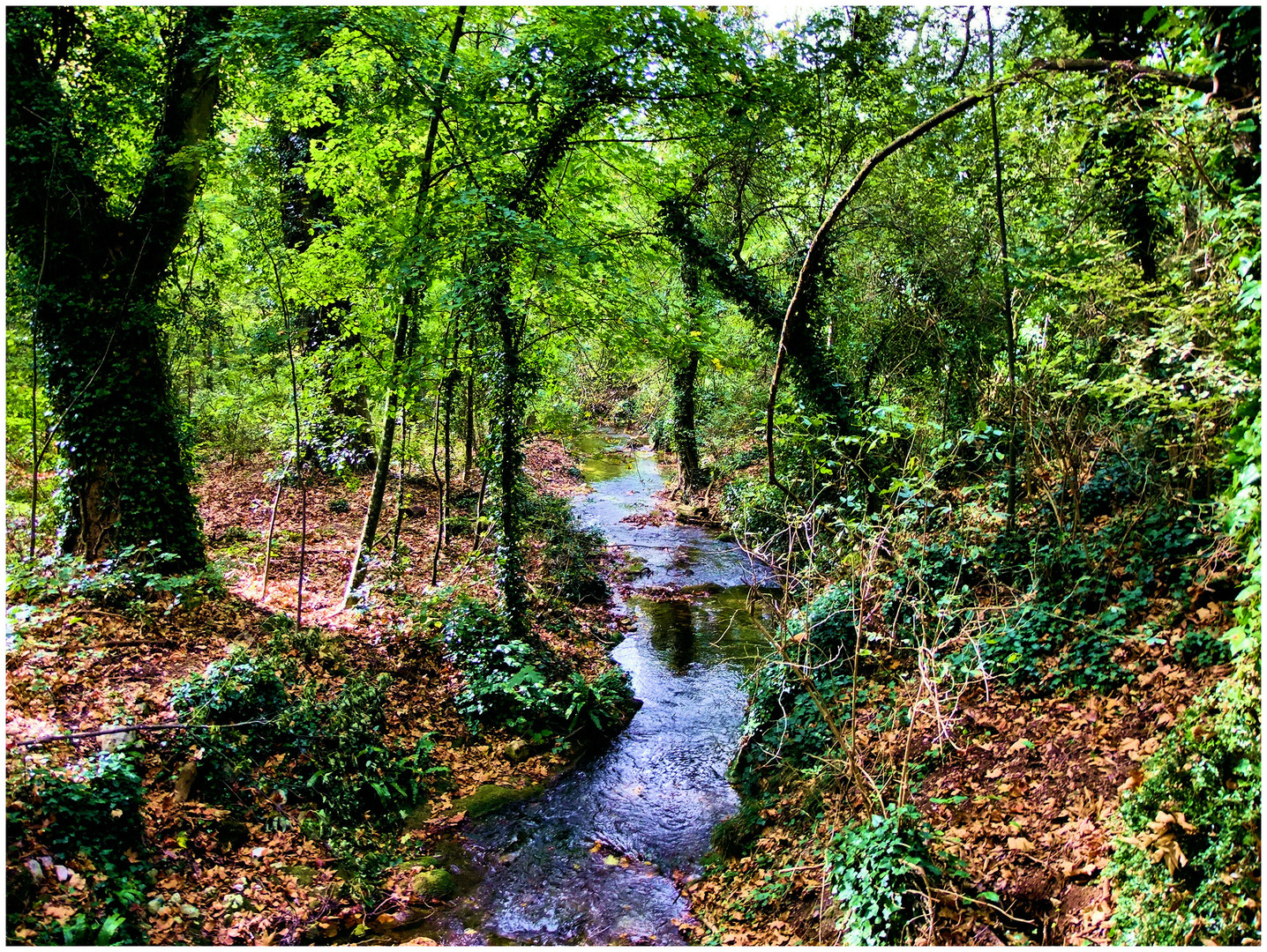 Sous-bois de Provence