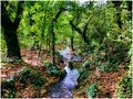 Sous-bois de Provence de JeanPierre