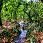 Sous-bois de Provence