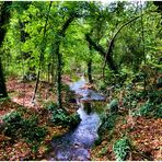 Sous-bois de Provence