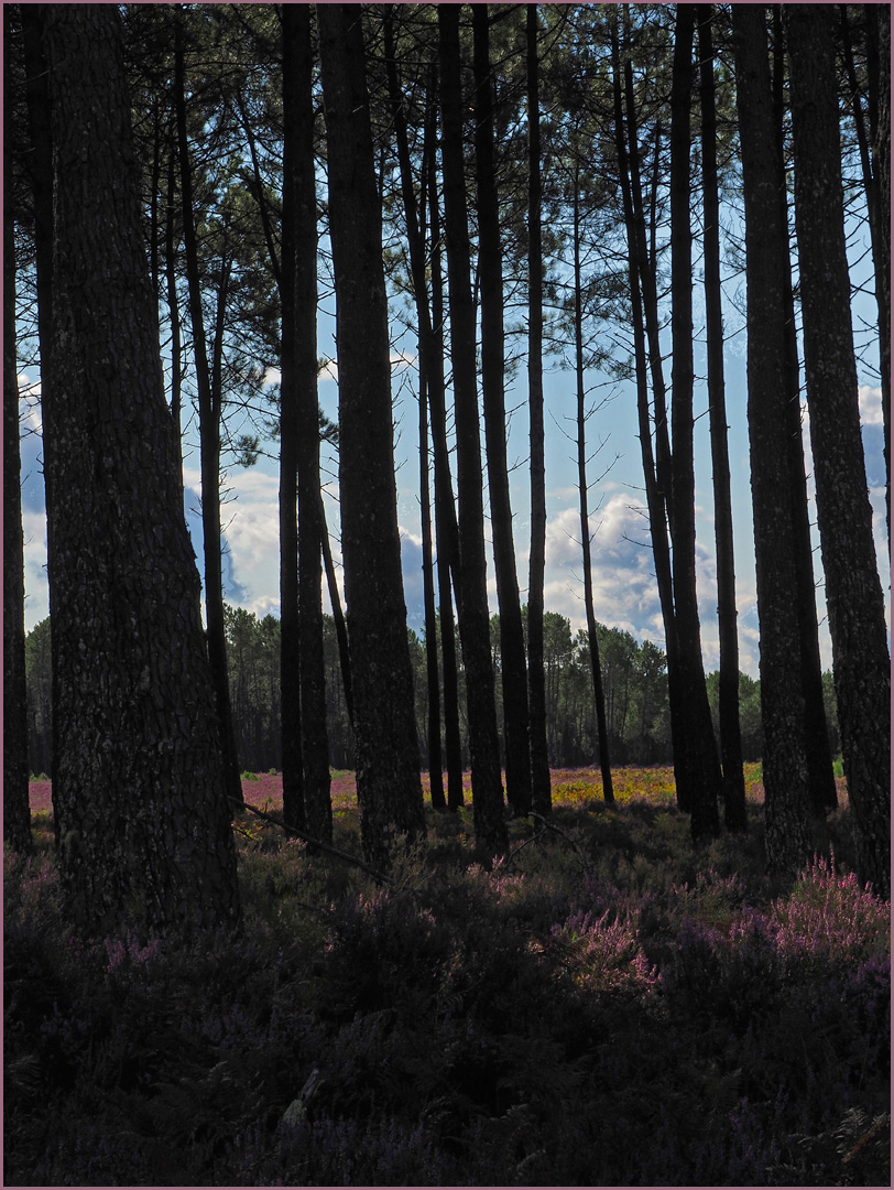 Sous-bois des Landes au rayon de soleil