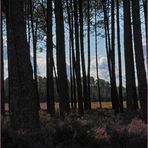 Sous-bois des Landes au rayon de soleil