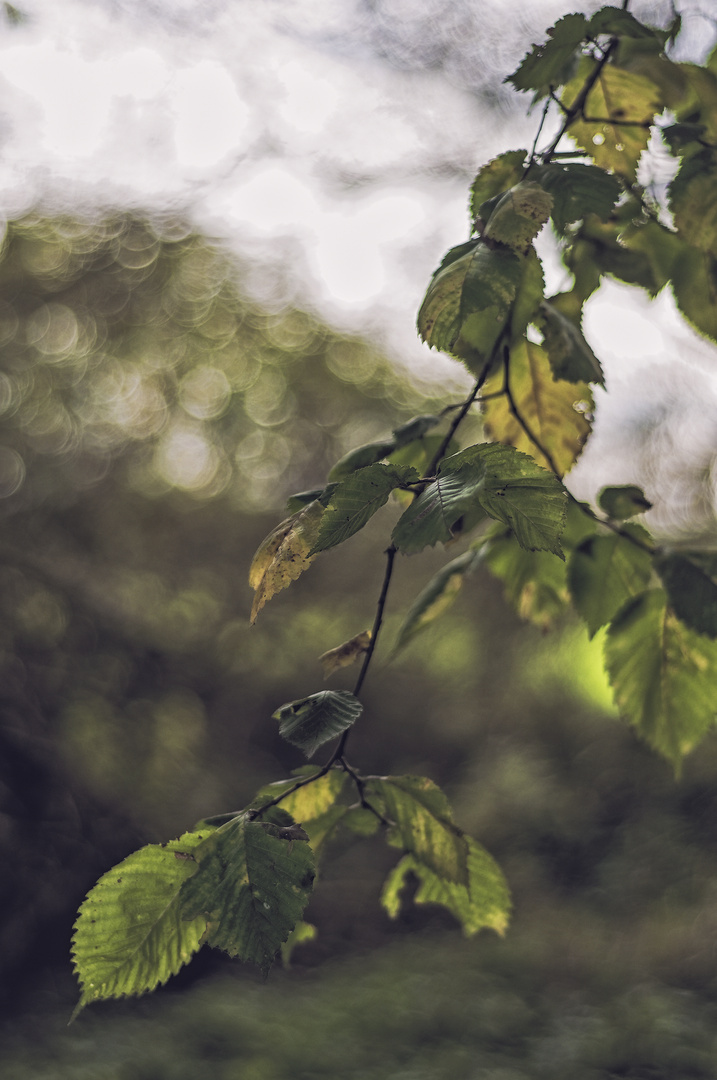 sous bois des ormes