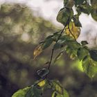 sous bois des ormes