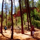 Sous bois des photographes ?