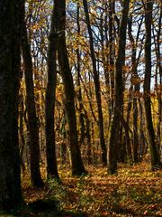 Sous-bois du Condomois à l’automne -- Unterholz nahe Condom im Herbst