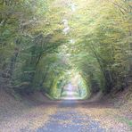 sous bois du Gatinais