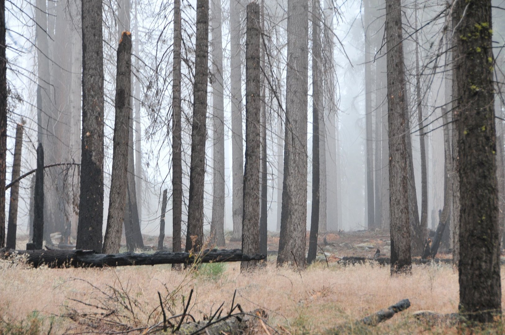 Sous bois du Yosemite National Park