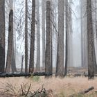 Sous bois du Yosemite National Park