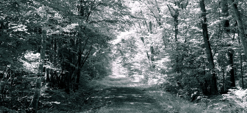 Sous-bois en automne