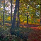 Sous-bois en automne