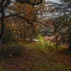 Sous bois en automne