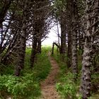 Sous bois en Auvergne