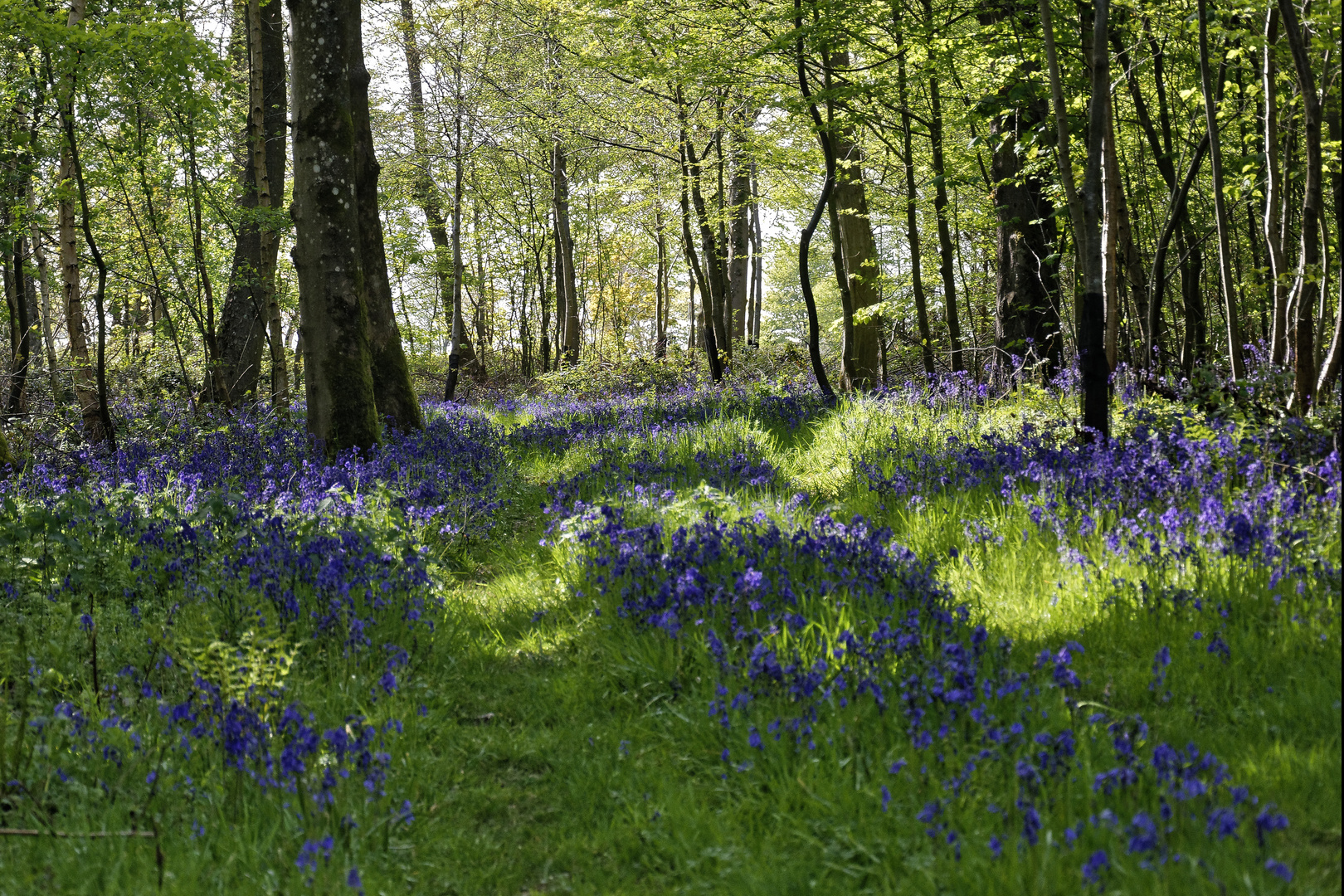 Sous bois en fleur