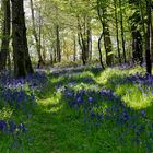 Sous bois en fleur