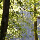 Sous bois en Forêt de Mormal