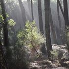 Sous-bois en forêt de pins