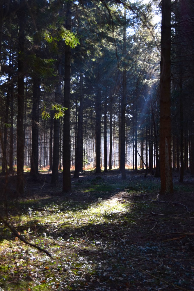 Sous-bois ensoleillé