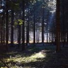 Sous-bois ensoleillé