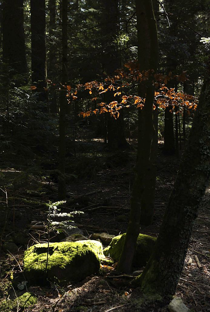 SOUS-BOIS - - ENTRE OMBRE ET LUMIERE