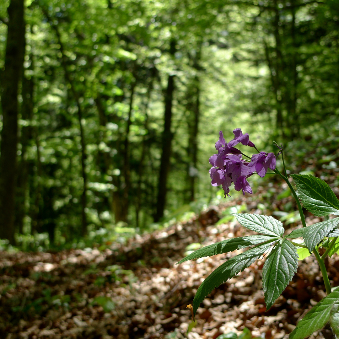 sous-bois