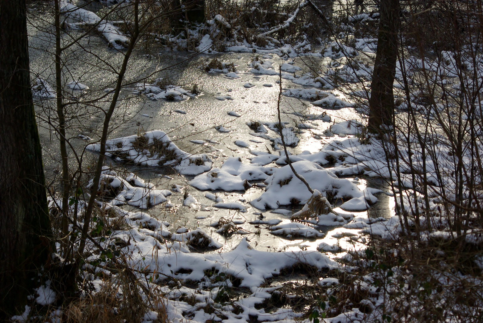 sous-bois gelé