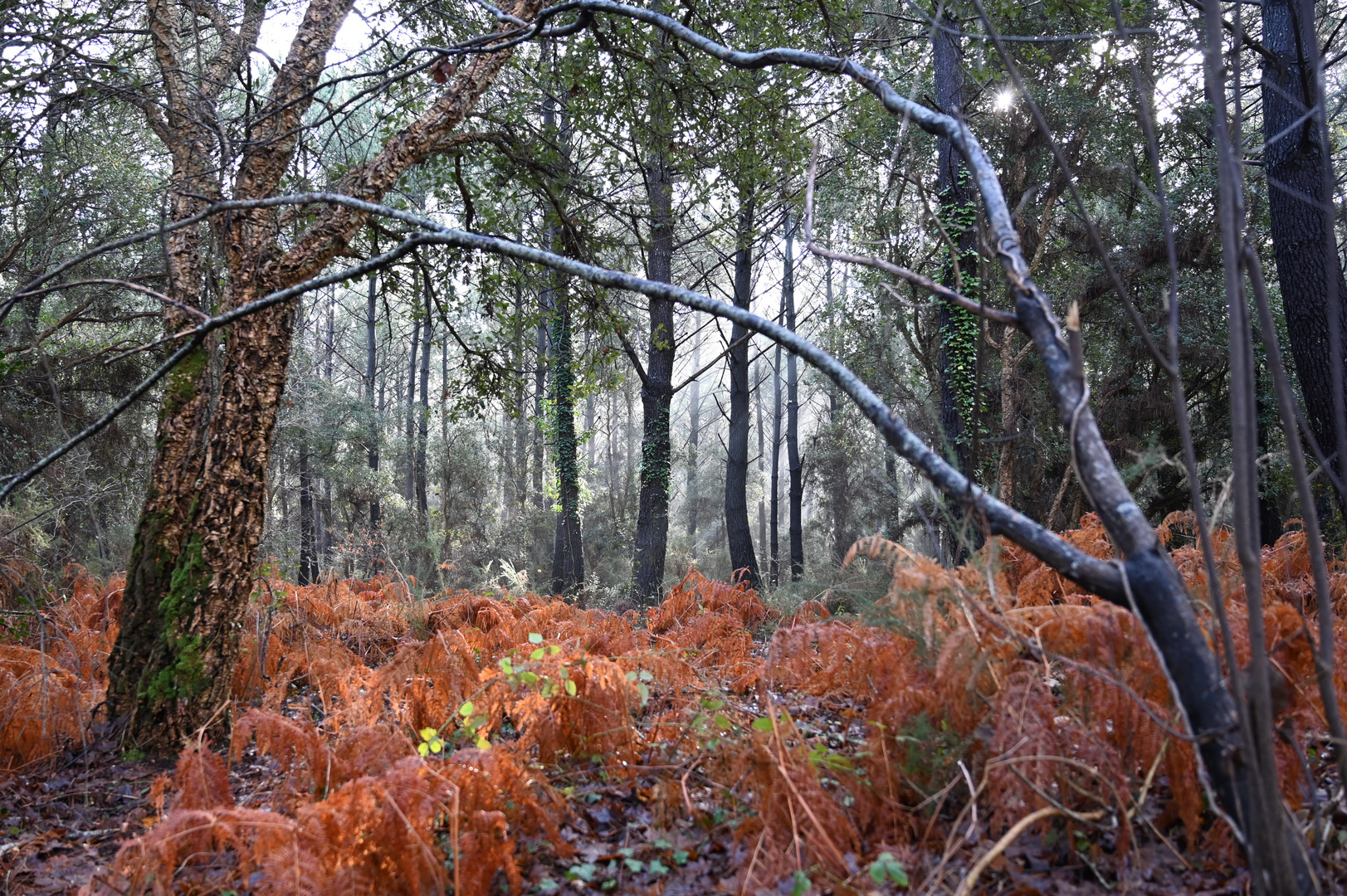 Sous bois hivernal des Landes