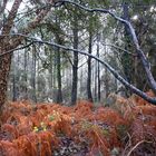 Sous bois hivernal des Landes