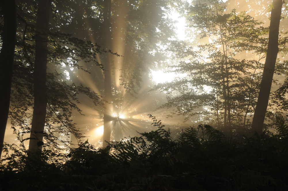 Sous bois irisé par le soleil naissant 2