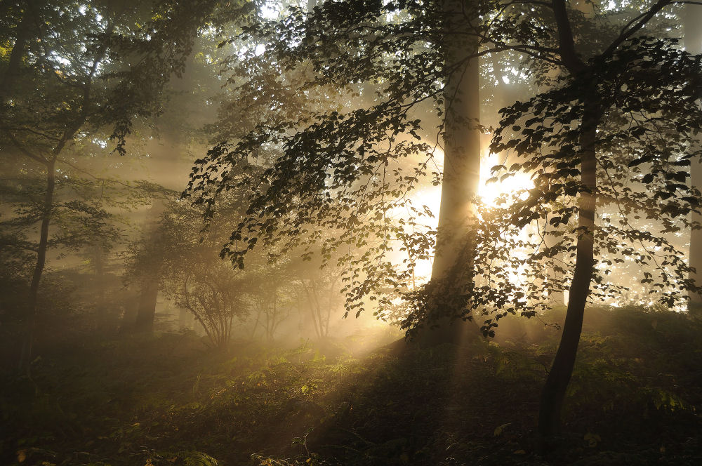 Sous bois irisé par le soleil naissant