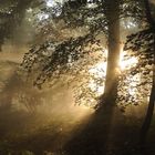 Sous bois irisé par le soleil naissant