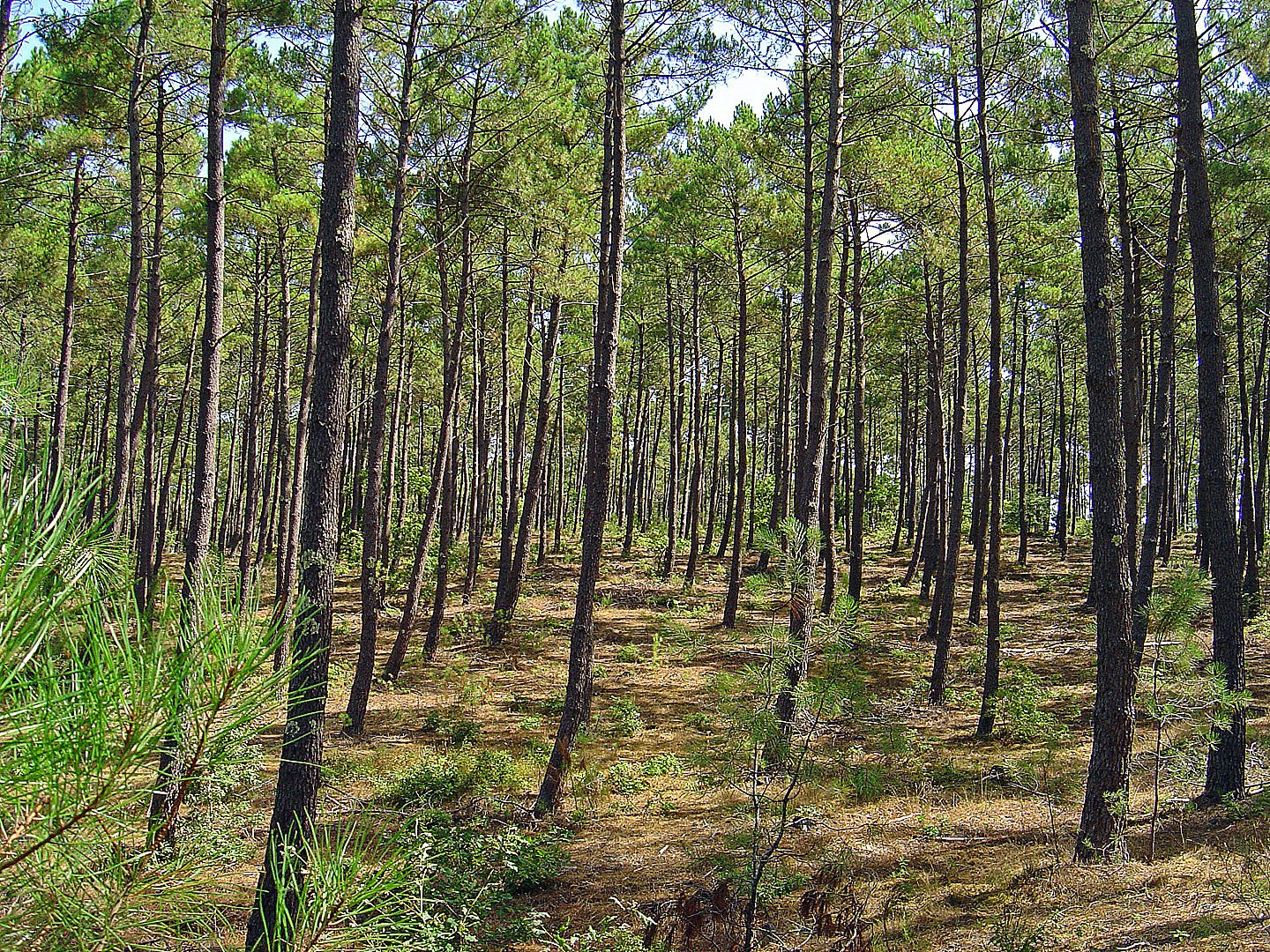 Sous-bois landais  --  Unterholz in den „Landes“