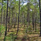 Sous-bois landais  --  Unterholz in den „Landes“