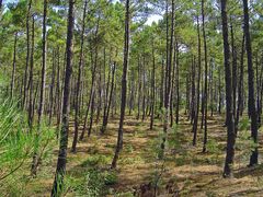 Sous-bois landais  --  Unterholz in den „Landes“