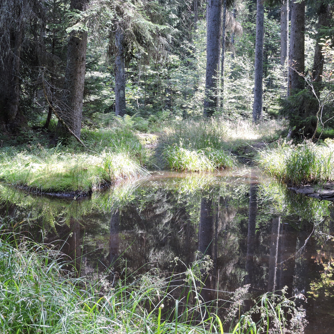 Sous bois marécageux